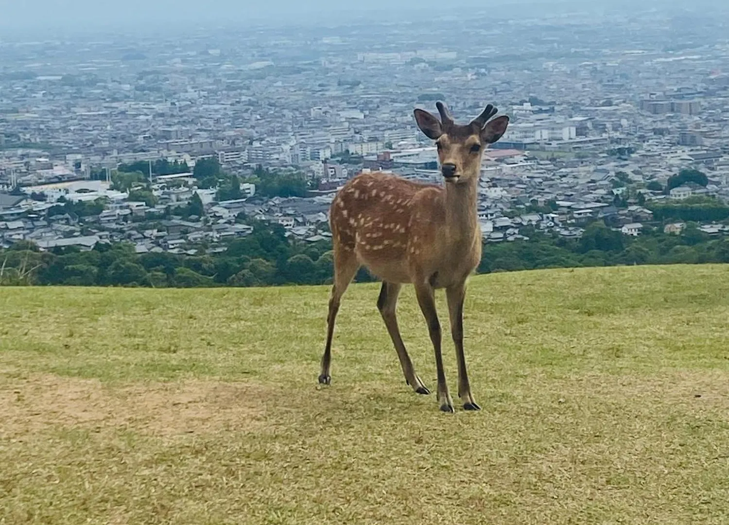 アパート 大阪民宿梅田淀川花b套